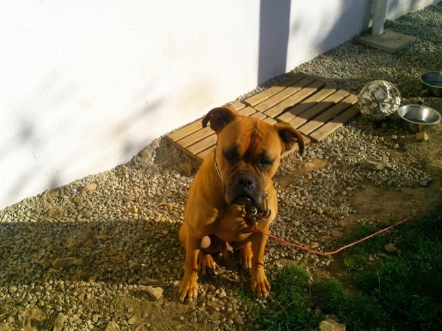 Image h�berg� par BOXER AMI
